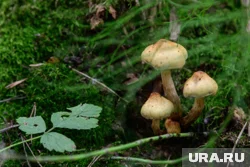  Король Малайзии обзавёлся российским лимузином Aurus